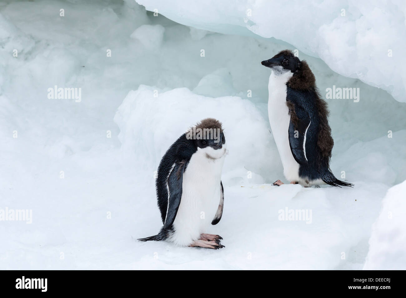 Adelie Penguin (Pygoscelis Adeliae) Küken, Brown zu bluffen, Antarktis, Südpolarmeer, Polarregionen Stockfoto