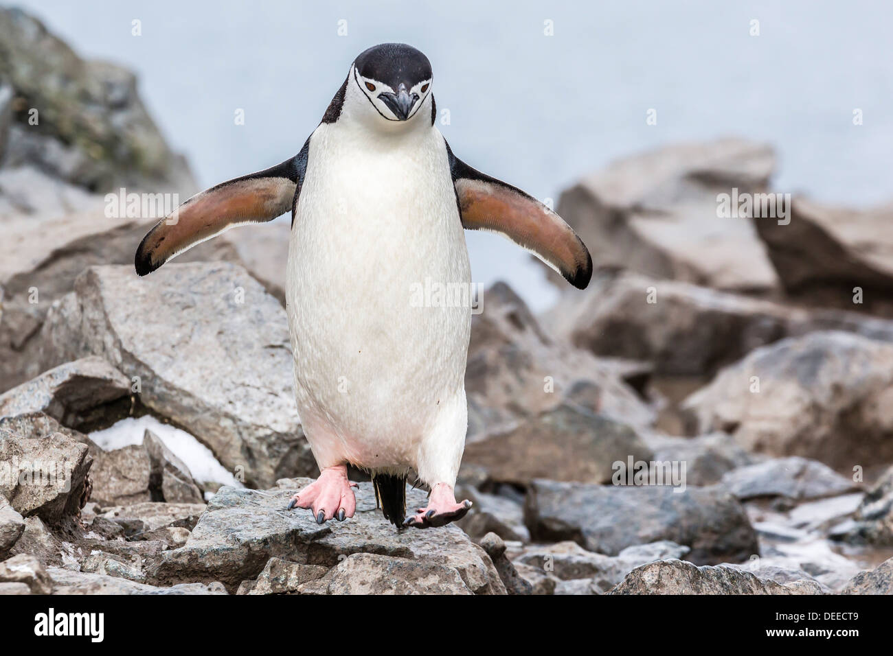 Pinguin Erwachsenen Zügelpinguinen (Pygoscelis Antarctica), Half Moon Island, Süd-Shetland-Inseln, Antarktis, Südlicher Ozean Stockfoto