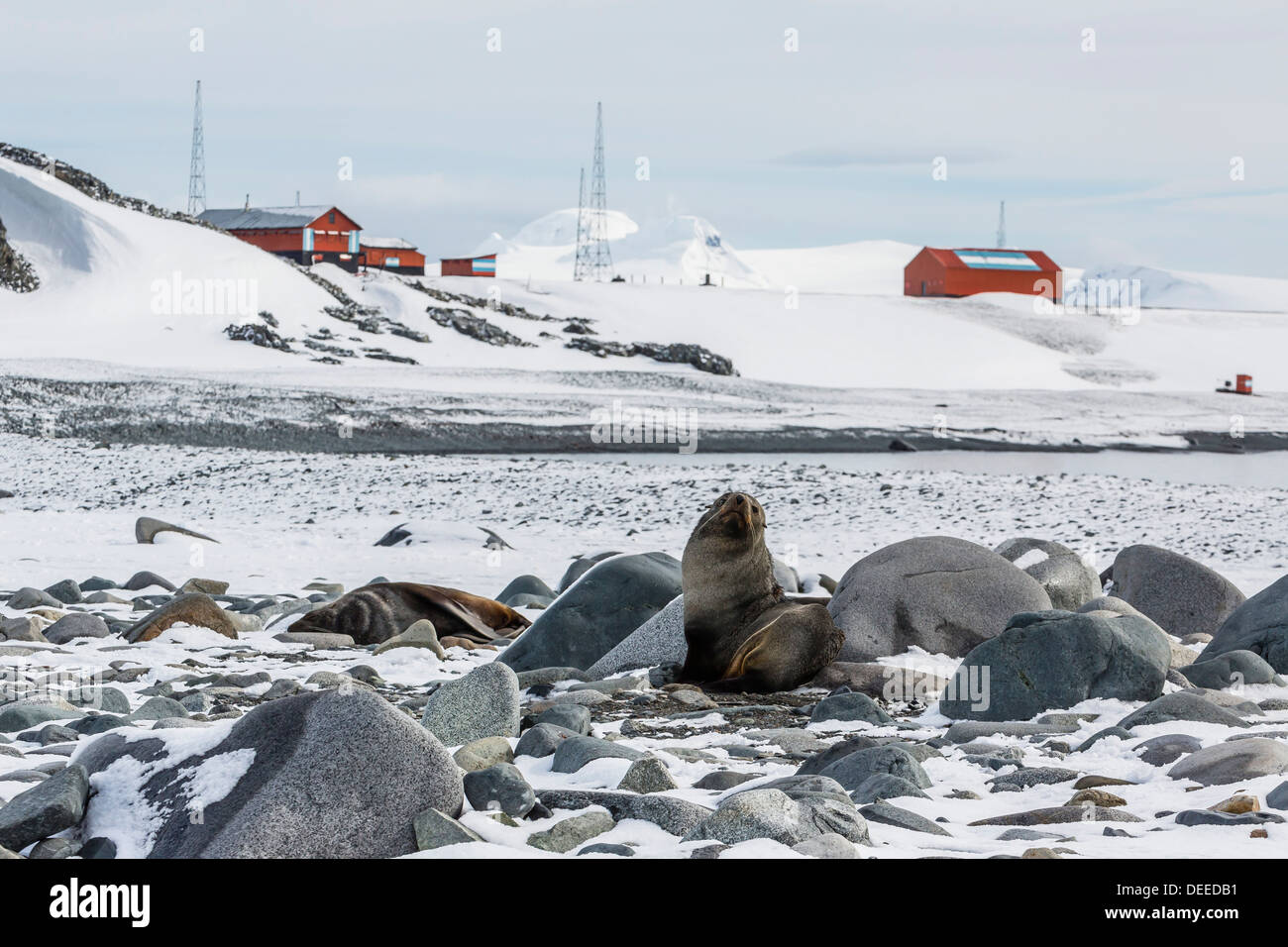 Erwachsenen antarktischen Seebären (Arctocephalus Gazella), Half Moon Island, Süd-Shetland-Inseln, Antarktis, Südlicher Ozean Stockfoto