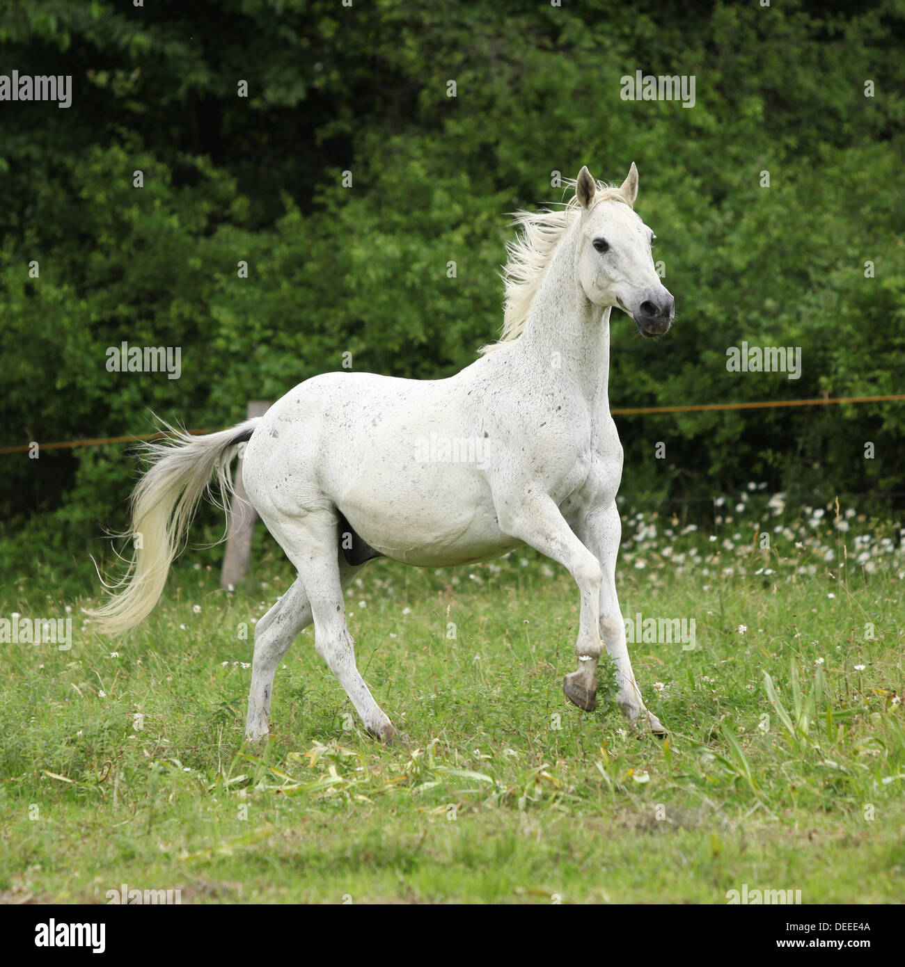 Weiße Englisch voll Blut Pferd Rennen auf Weideflächen im Sommer Stockfoto