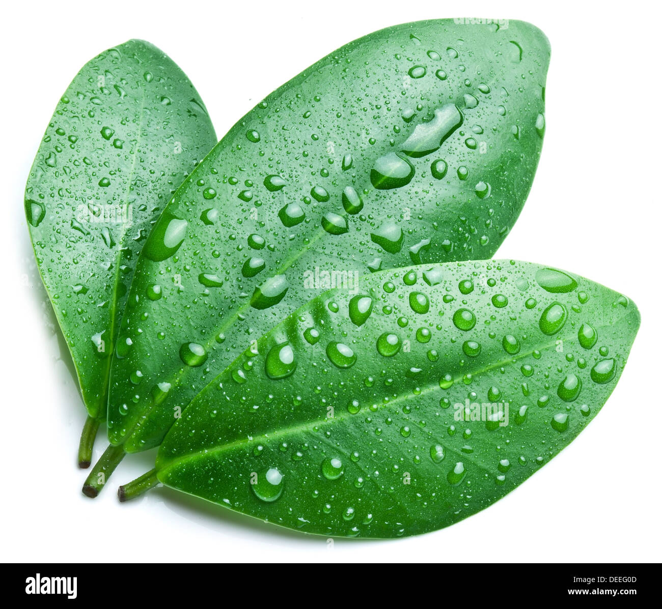 Wassertropfen auf einem grünen Blatt Hintergrund. Stockfoto