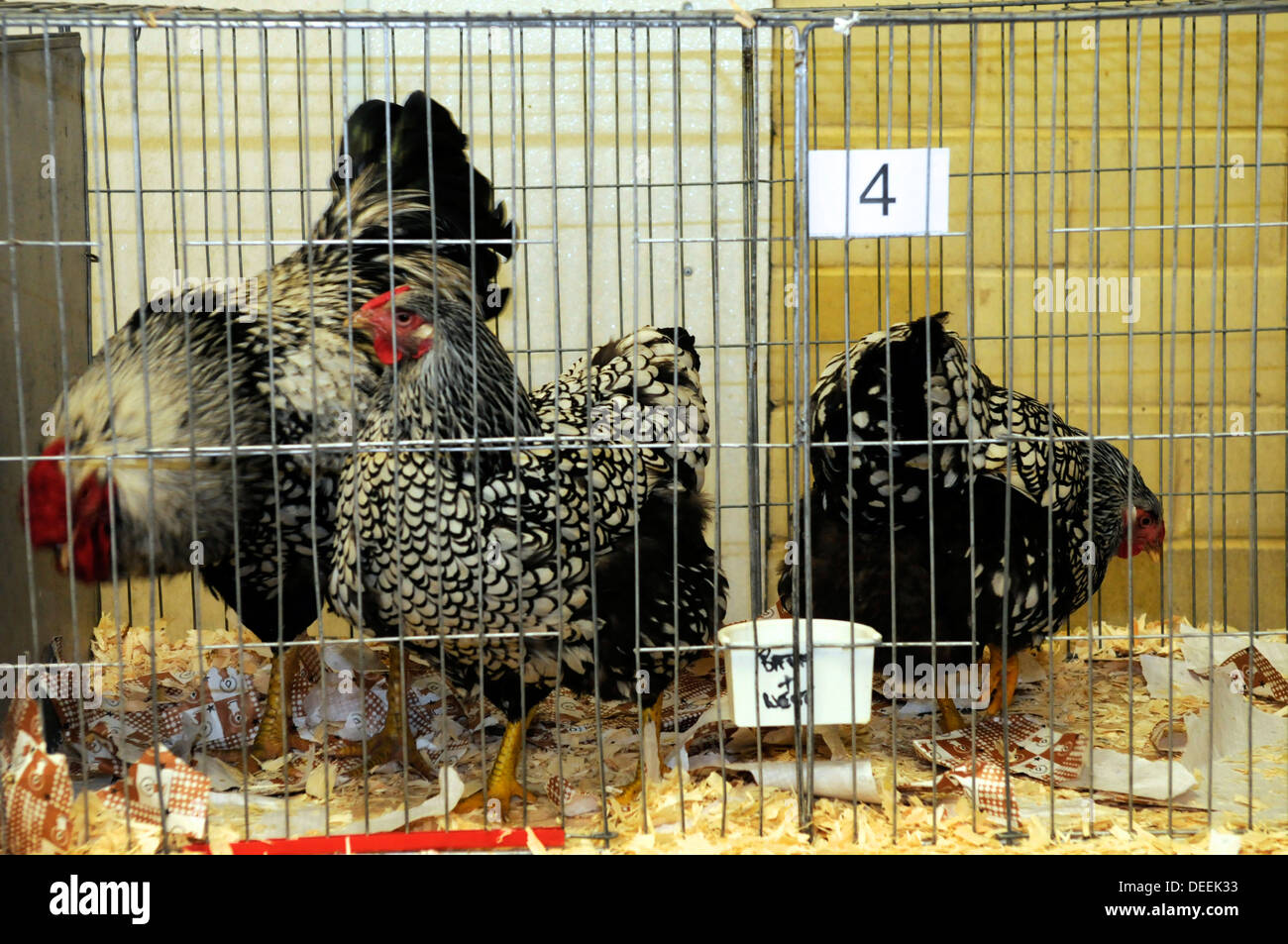 Hühner im Bad & -West-Show, Somerset, Großbritannien Stockfoto
