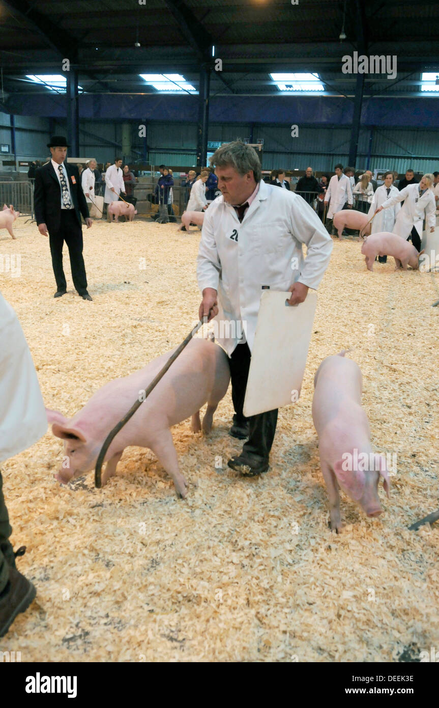 Schweine in den Urteilen Ring Neuheitendienst & West Bath, Somerset, Großbritannien Stockfoto