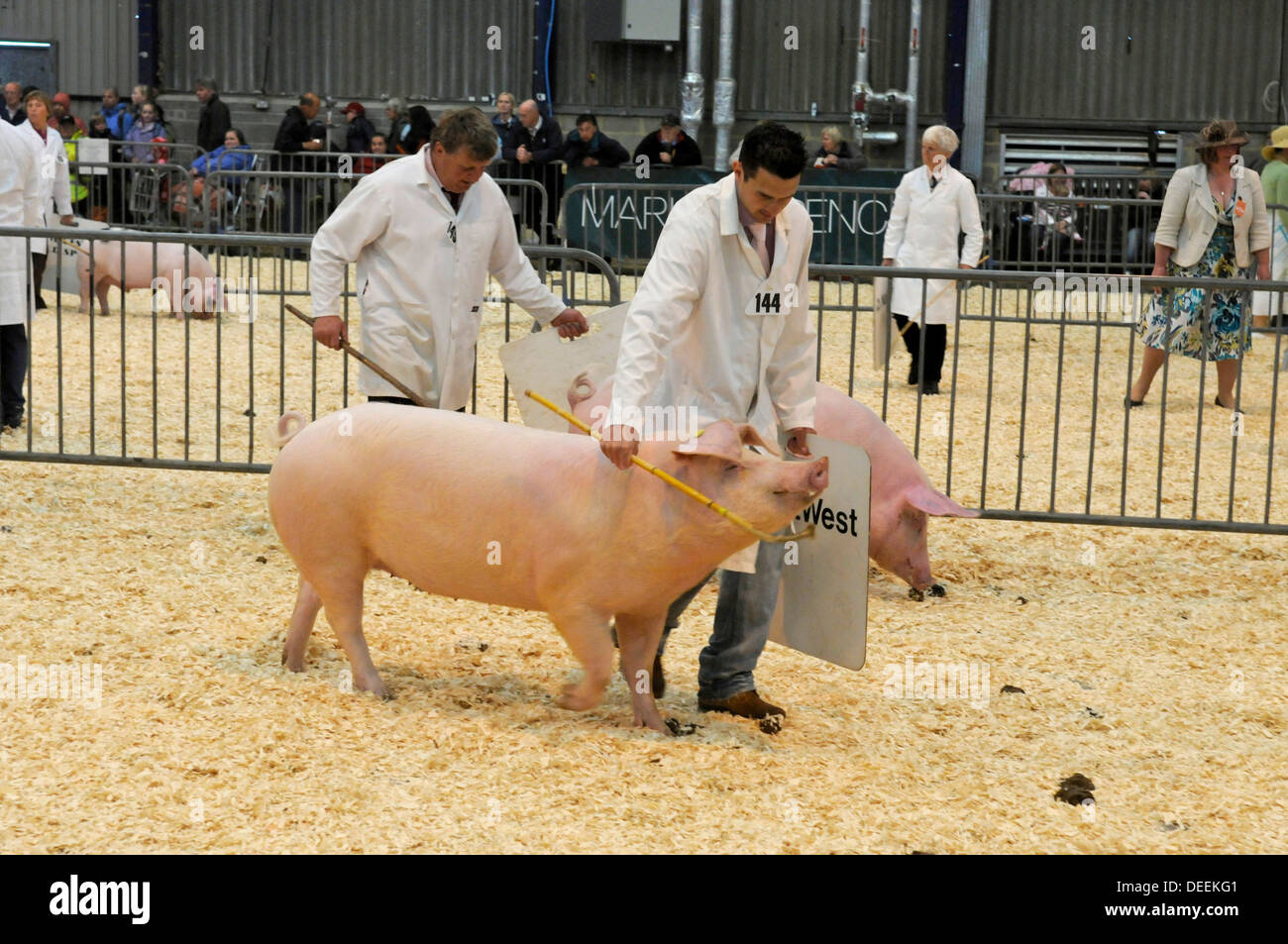 Schweine in den Urteilen Ring Neuheitendienst & West Bath, Somerset, Großbritannien Stockfoto