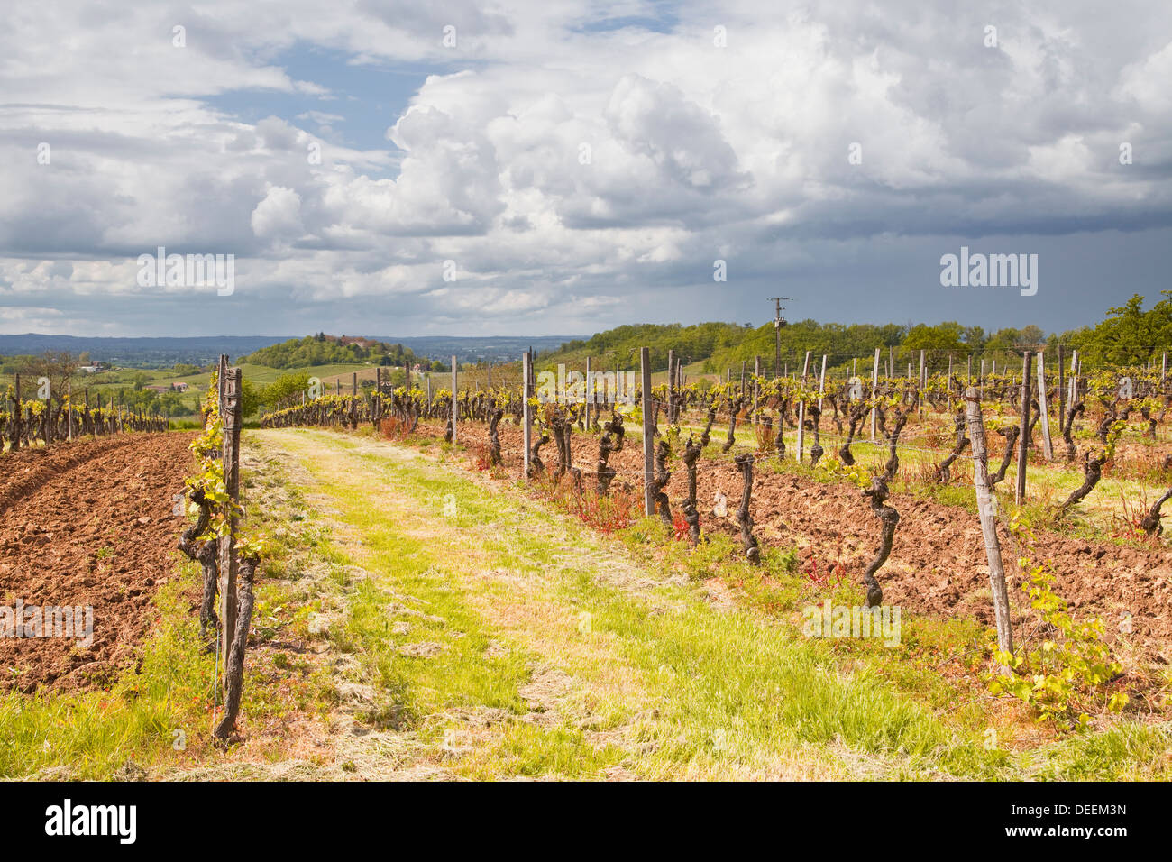 Weinberge in Bergerac Bereich, Dordogne, Frankreich, Europa Stockfoto