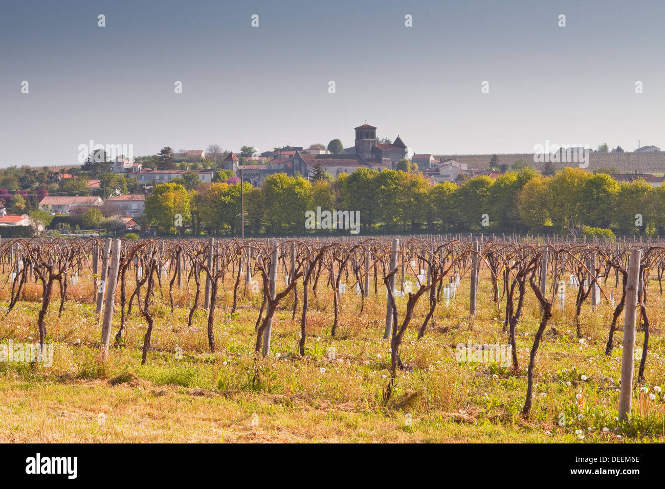 Cognac-Weinberge in der Nähe des Dorfes Juillac le Coq, Charente, Frankreich, Europa Stockfoto