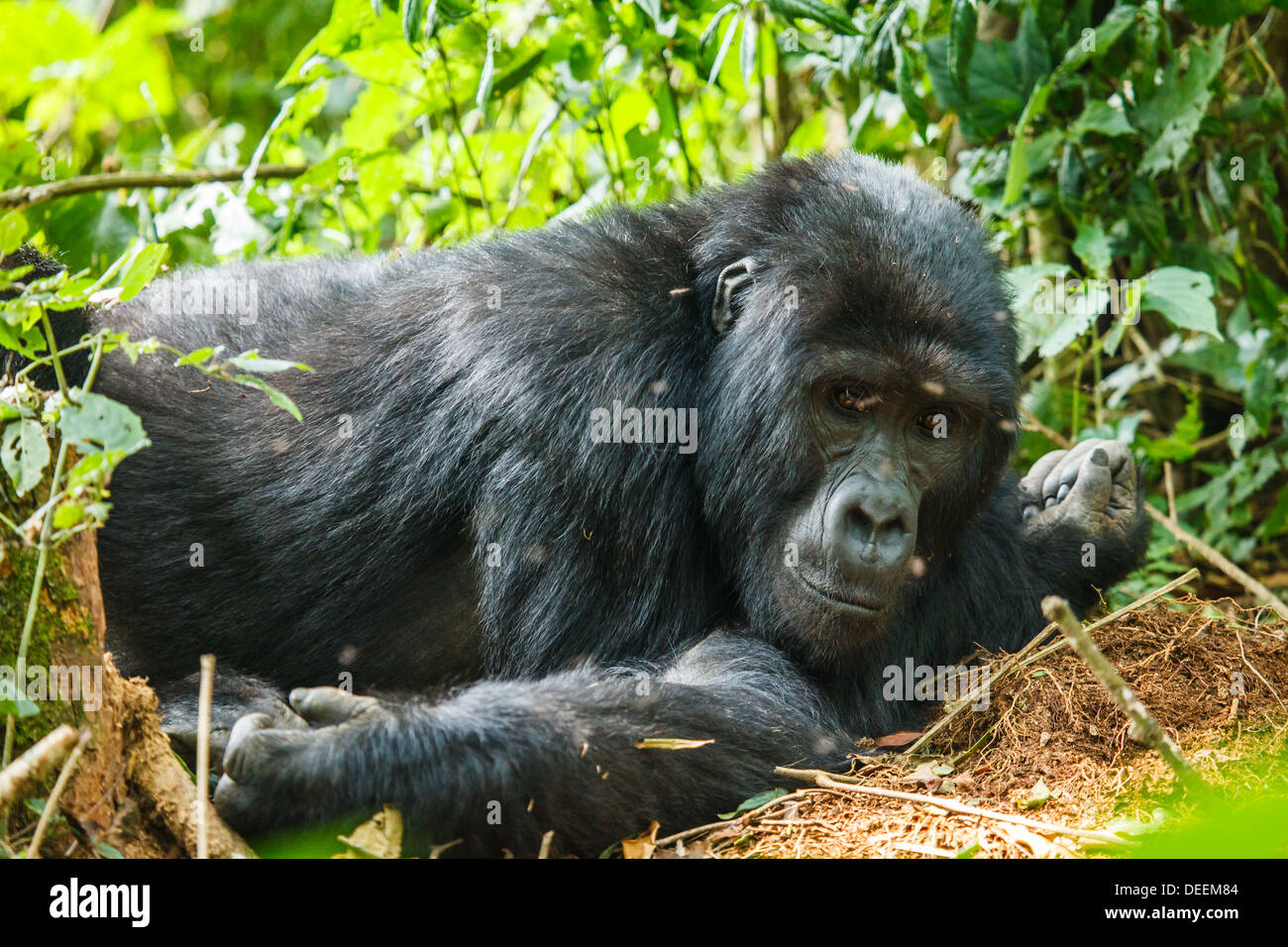 Silverback Gorilla Familie in Wildnis von Uganda Stockfoto
