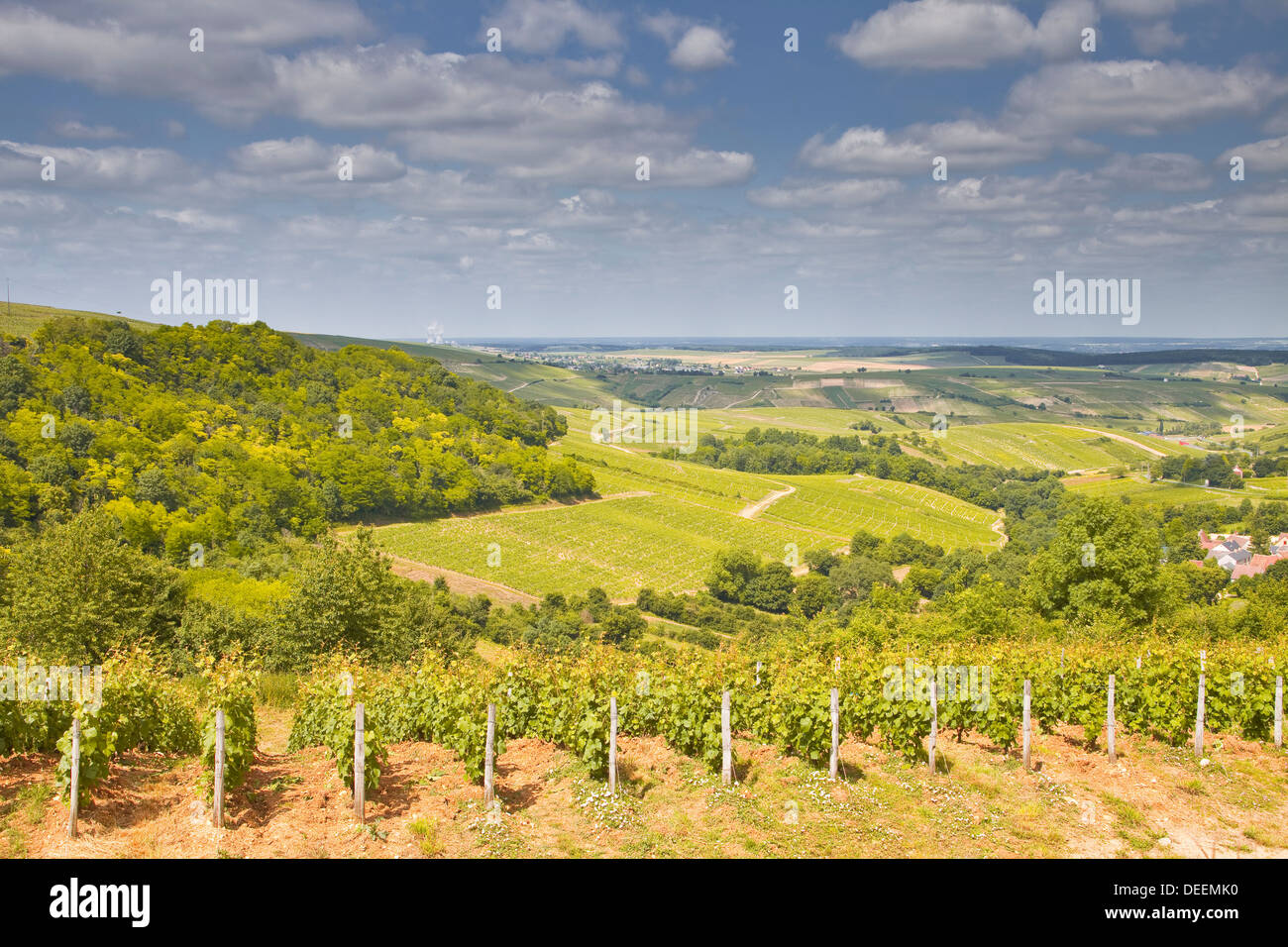 Weinberge in der Nähe von Sancerre im Loire-Tal. einer Gegend berühmt für seinen Wein, Cher, Centre, Frankreich, Europa Stockfoto