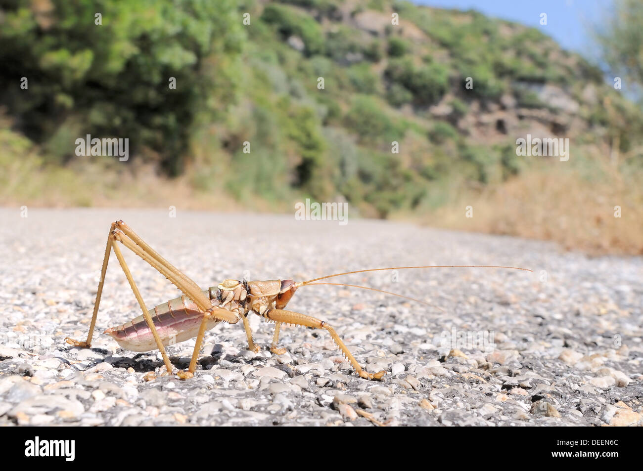 Balkan Sägen Cricket (Saga Natoliae), die größte räuberische Insekten in Europa, ein Mountain Road, Samos, Griechenland, Europa zu durchqueren Stockfoto