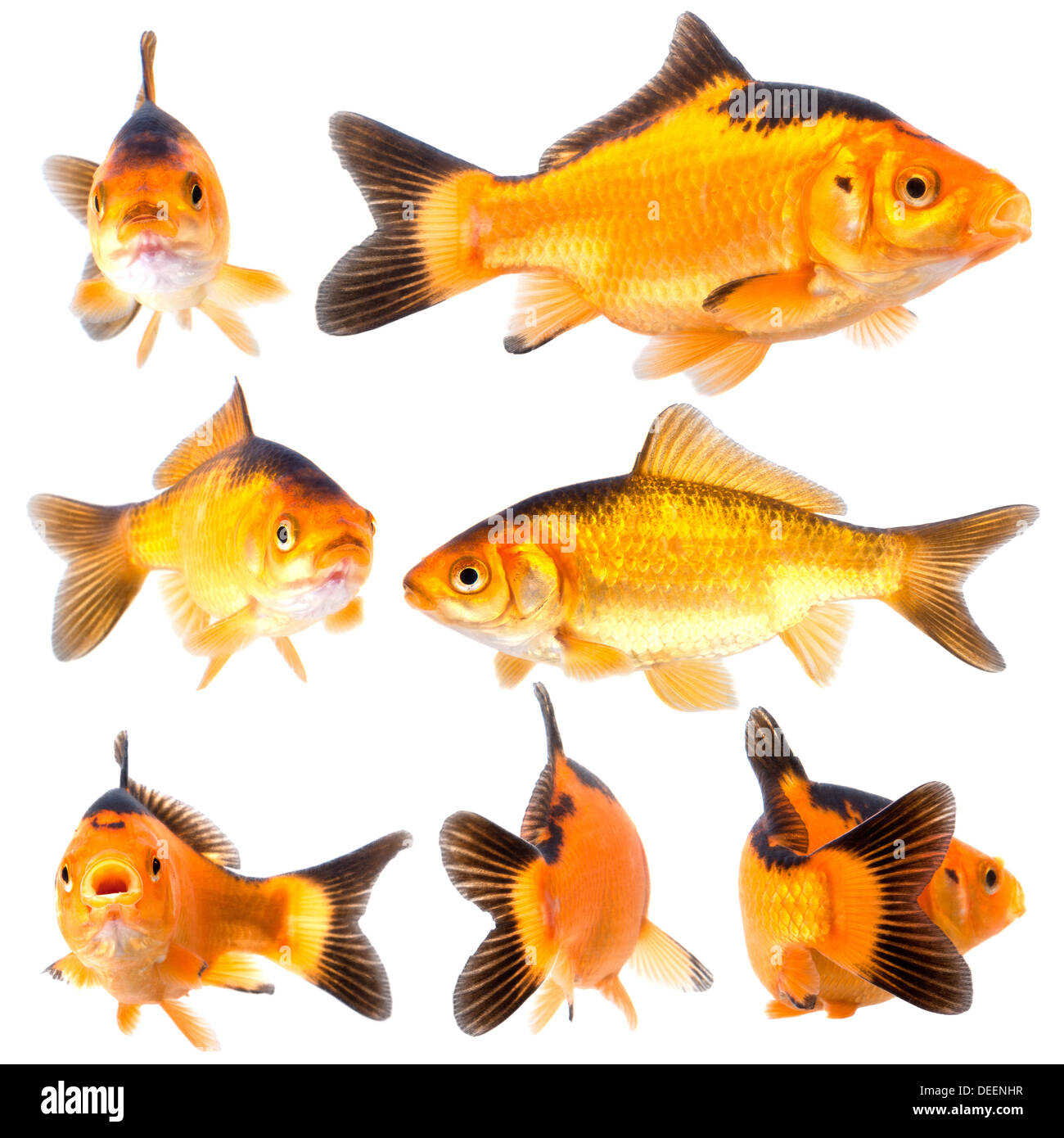 Sammlung von Goldfischen posieren auf weißem Hintergrund Stockfoto
