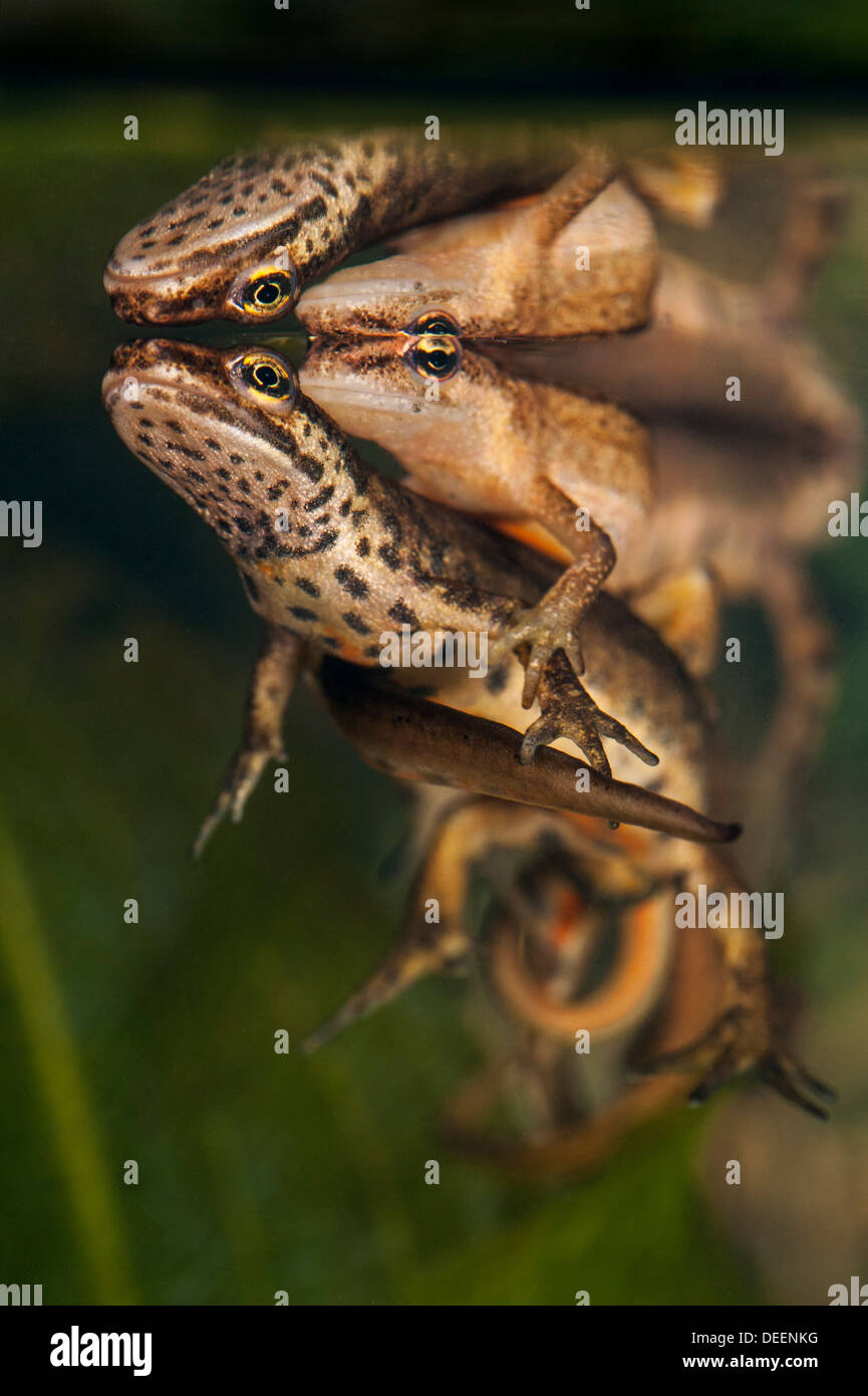 Glatte Molche / gemeinsame Newt (Lissotriton Vulgaris / Triturus Vulgaris) Anzeige Balz-Verhalten unter Wasser im Frühjahr Stockfoto