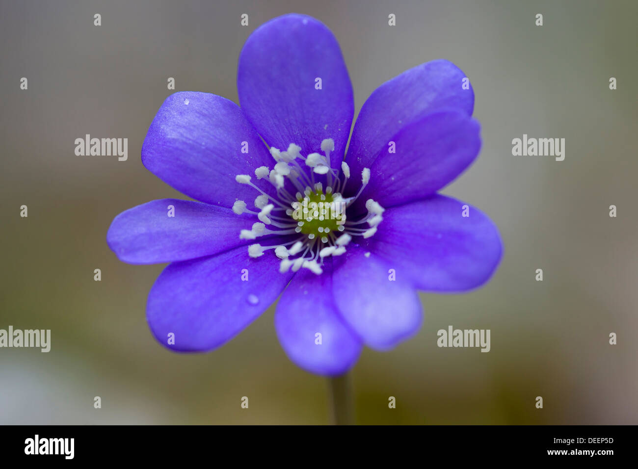 Gemeinsamen Leberblümchen / Lebermoos / Kidneywort / Abel (Anemone Hepatica / Hepatica Nobilis) blüht in Schweden, Skandinavien Stockfoto