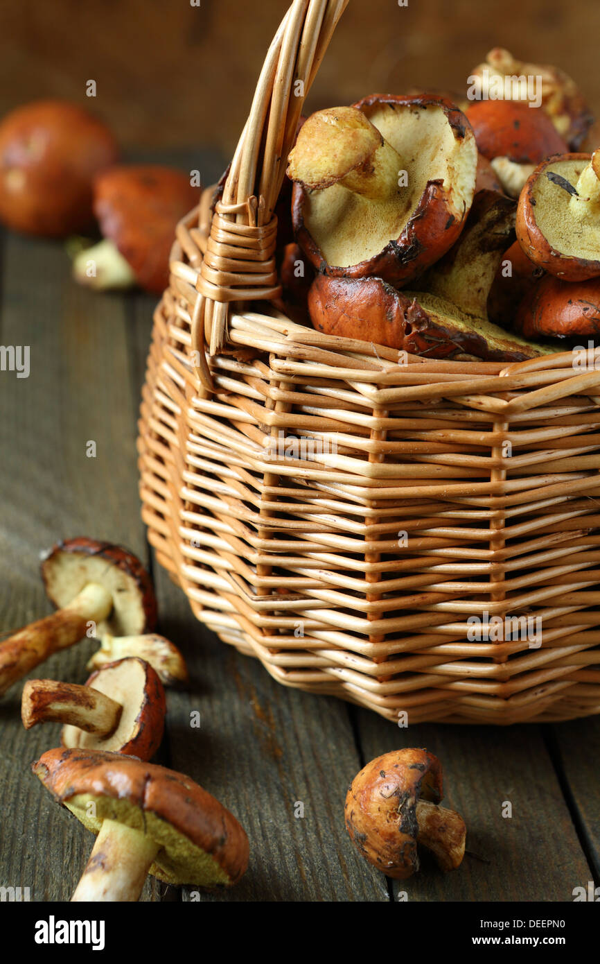 Frische Wilde Pilze Stockfotos und -bilder Kaufen - Alamy