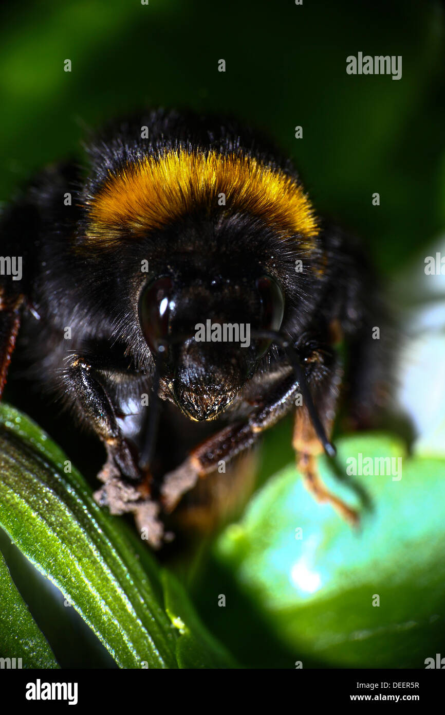 Nahaufnahme einer Biene Stockfoto