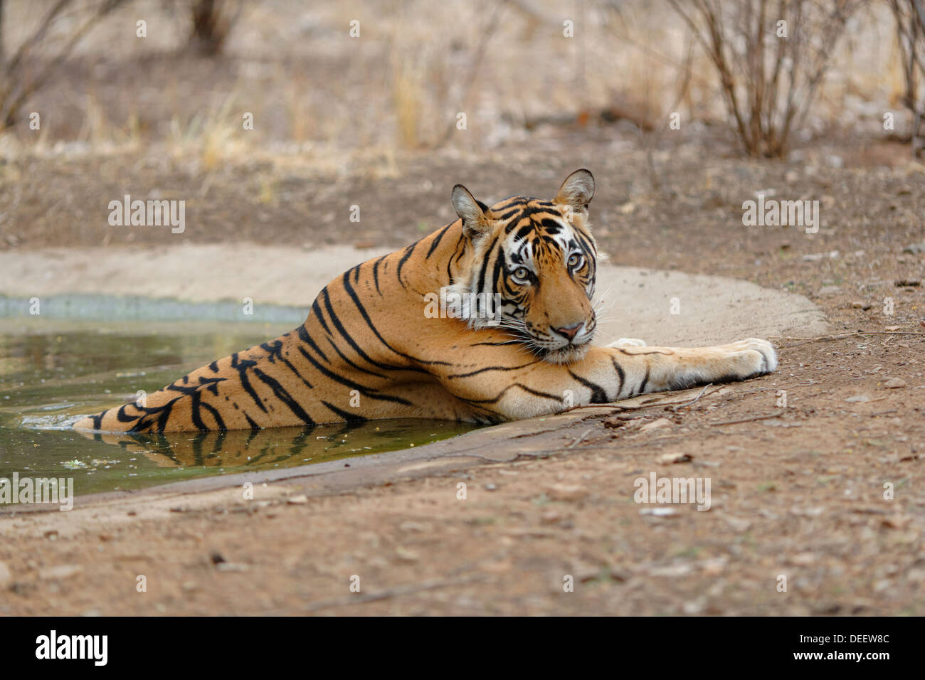 Männlichen Erwachsenen Loch Tiger Abkühlung im Wasser am Ranthambhore Wald, Indien. (Panthera Tigris) Stockfoto
