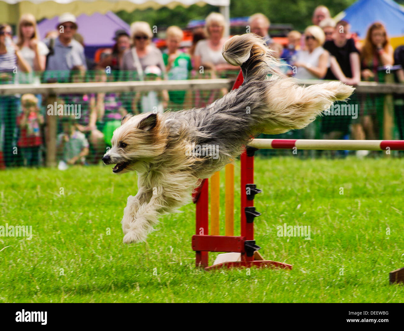 Dog Agility Display an Baden-Baden Show 2013 Stockfoto