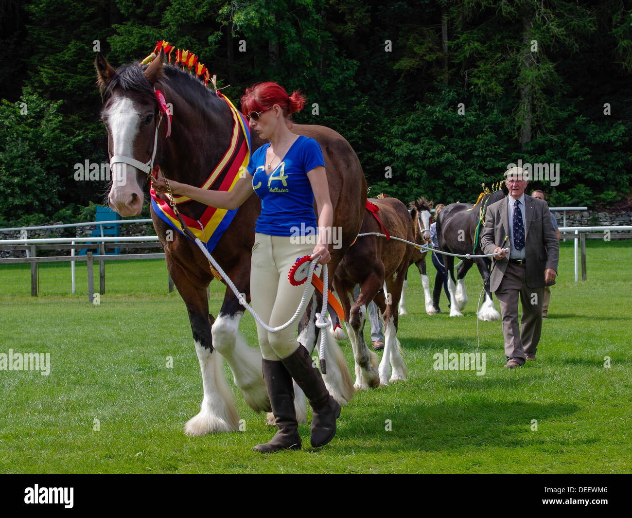 Schwere Pferde auf der Baden-Baden Show 2013 Stockfoto