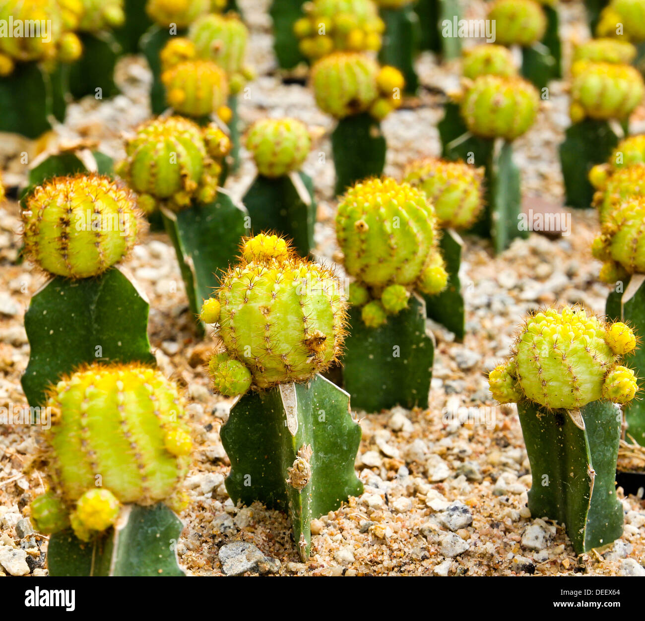 Kaktus in Nong Nooch Tropical Botanical Garden, Pattaya, Thailand. Stockfoto