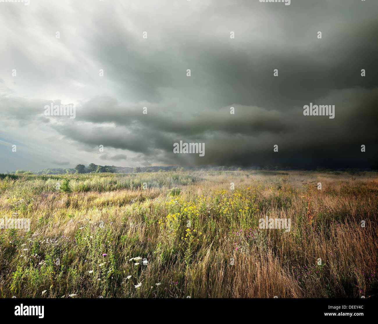 Dunkle Gewitterwolken über Feld mit grass Stockfoto