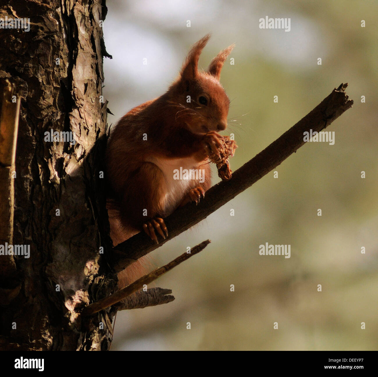 Native Eichhörnchen Stockfoto