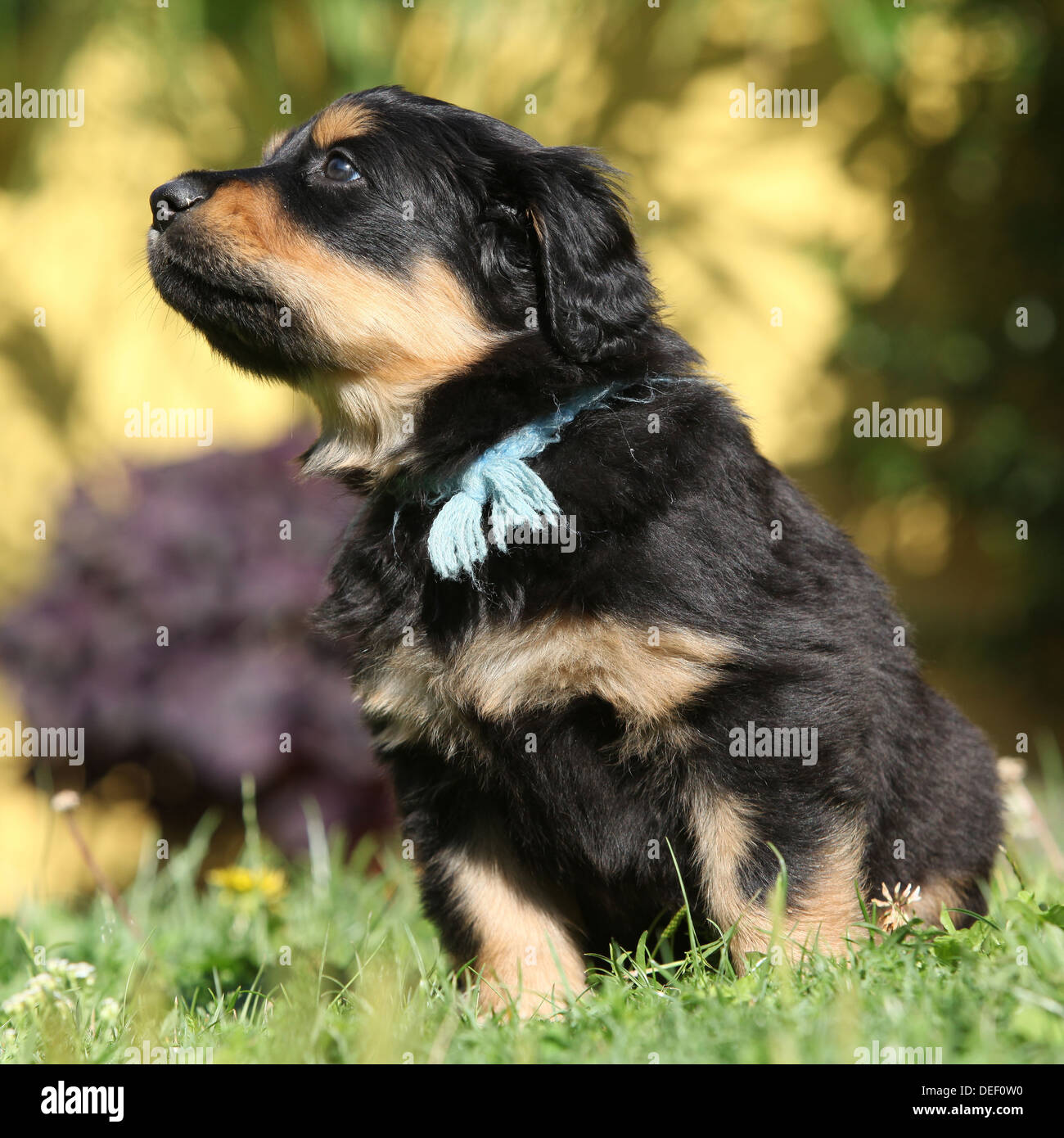 Entzückende Hovawart Welpen sitzen im Garten Stockfoto