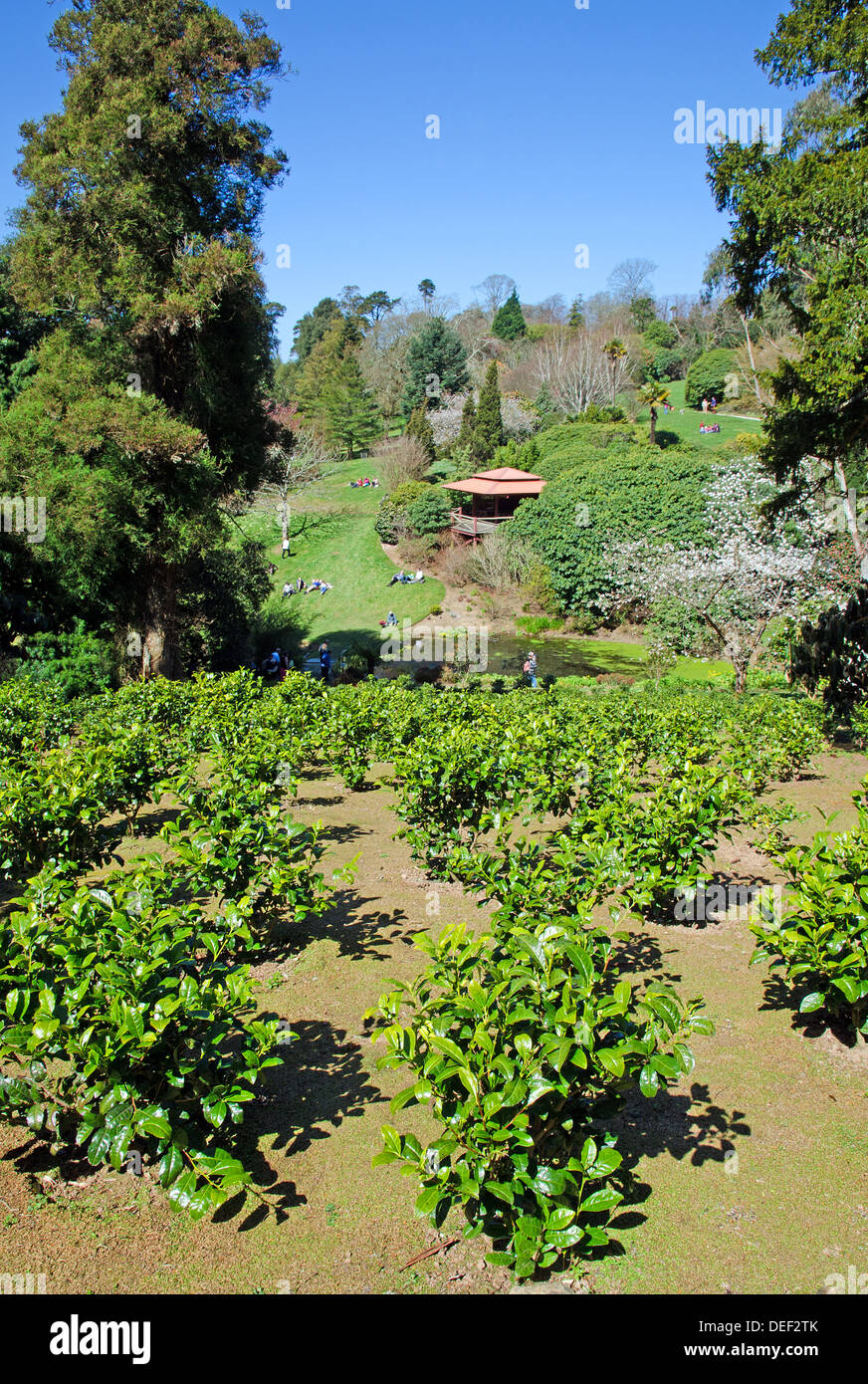 Teeplantage bei Tregothnan Estate in Cornwall, Großbritannien Stockfoto