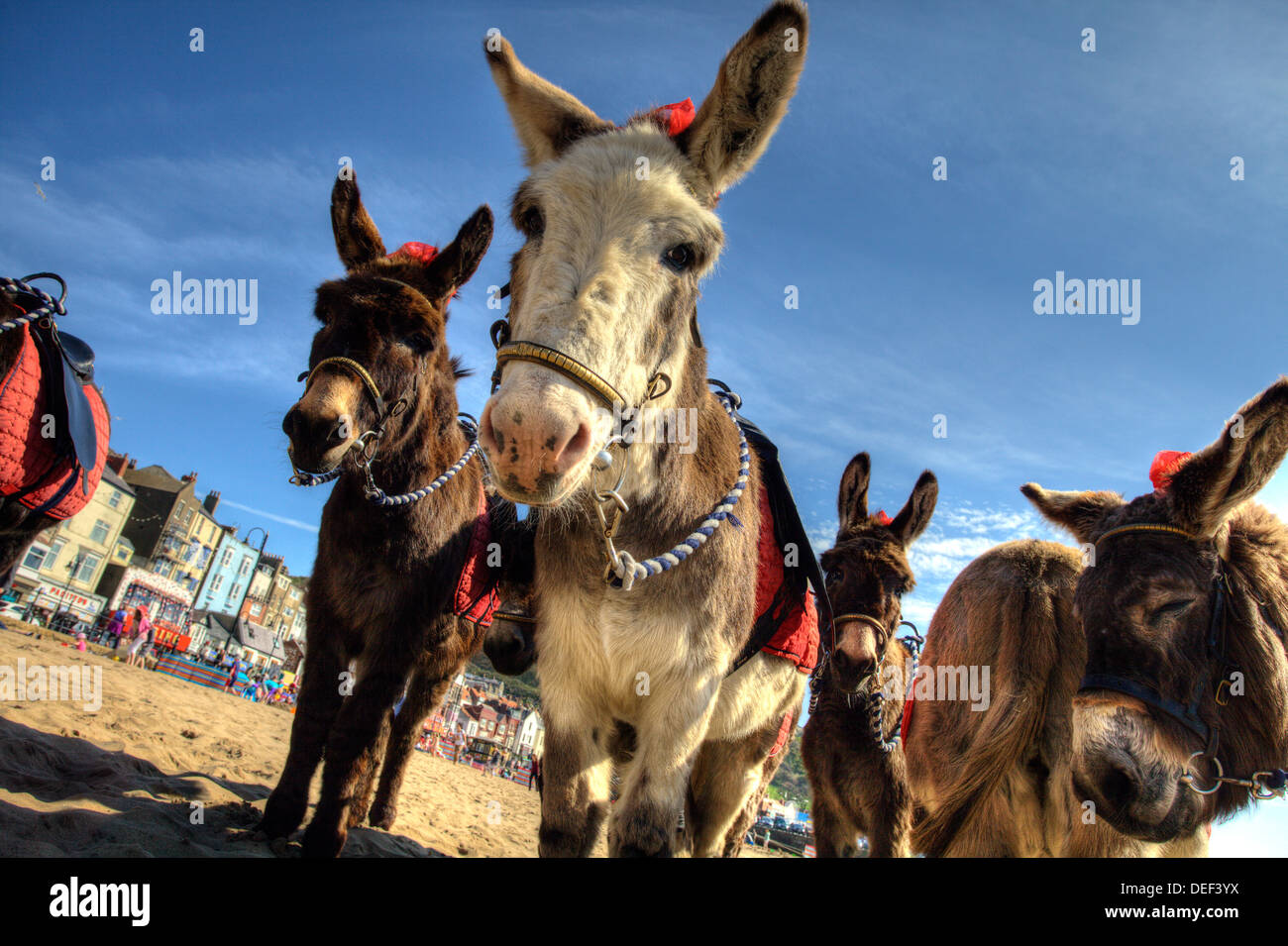 Esel am Strand von Scarborough Stockfoto