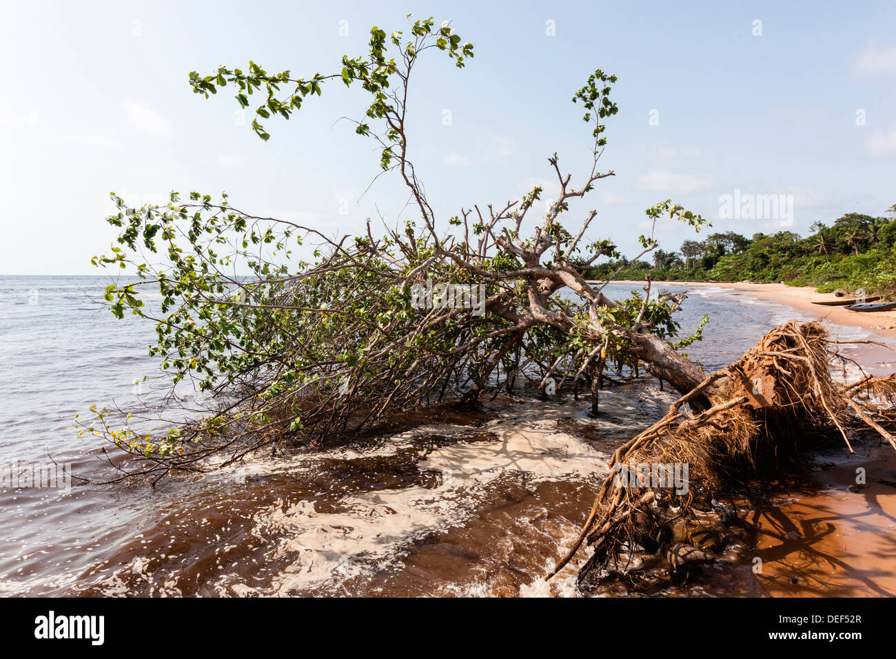 Afrika, Kamerun, Kribi. Umgestürzten Baum im Wasser. Stockfoto