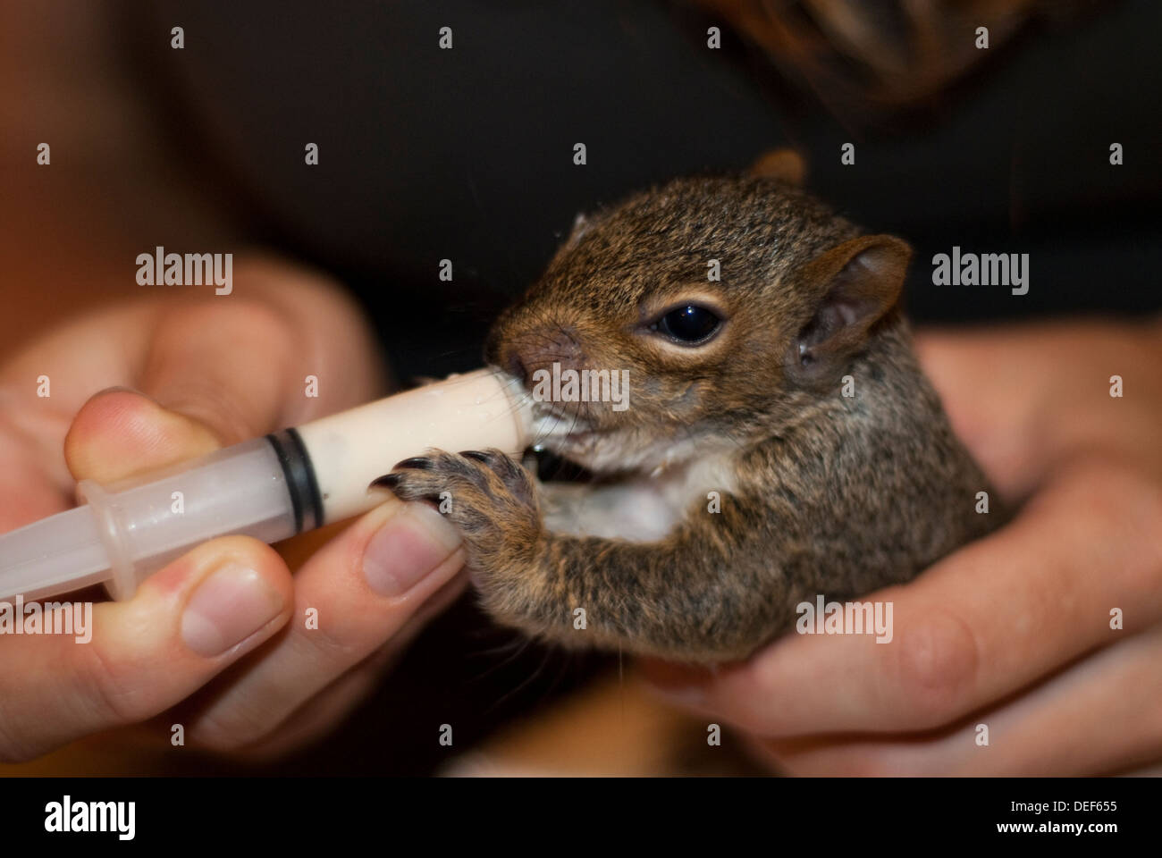 Jemand eine Baby-Waise Fütterung Eichhörnchen Stockfoto