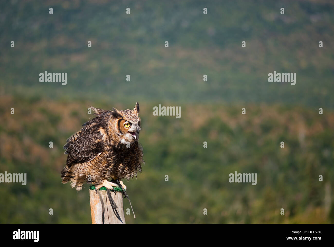 Ein Junge große gehörnte Eule auf einem Greifvögel zeigen auf dem Gipfel Mont-Tremblant bereit zum abheben Stockfoto