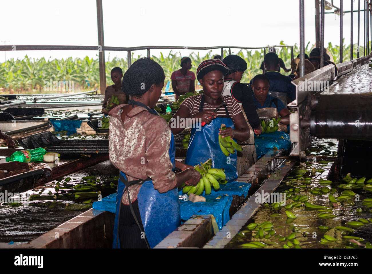 Afrika, Kamerun, Tiko. Menschen arbeiten bei Bananenplantage. Stockfoto
