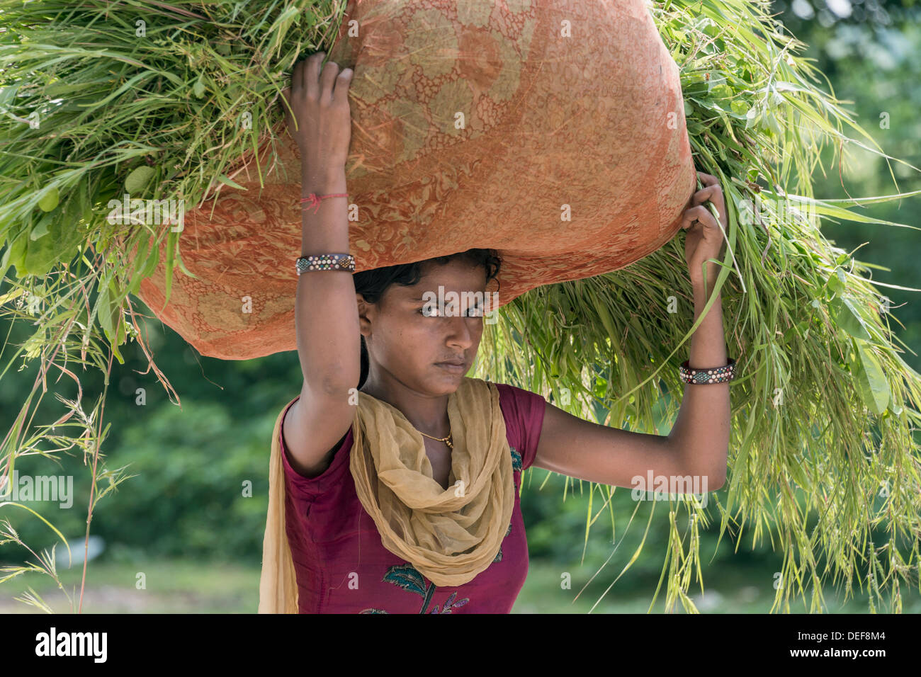 Frau im Sari trägt ein Bündel von Futter auf dem Kopf, Champaner, Gujarat, Indien Stockfoto