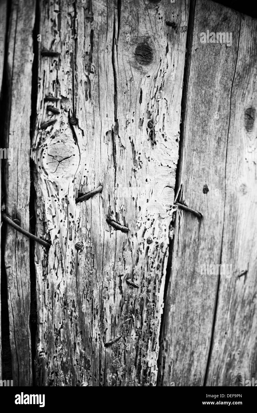 Nahaufnahme eines faulen altes Holz mit Nägeln, Löcher und Knoten Stockfoto