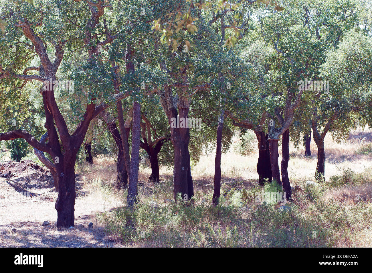 Kork-Eiche Bäume Quercus Suber Algarve Portugal Stockfoto