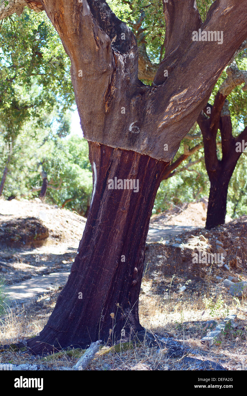Kork-Eiche Bäume Quercus Suber Algarve Portugal Stockfoto
