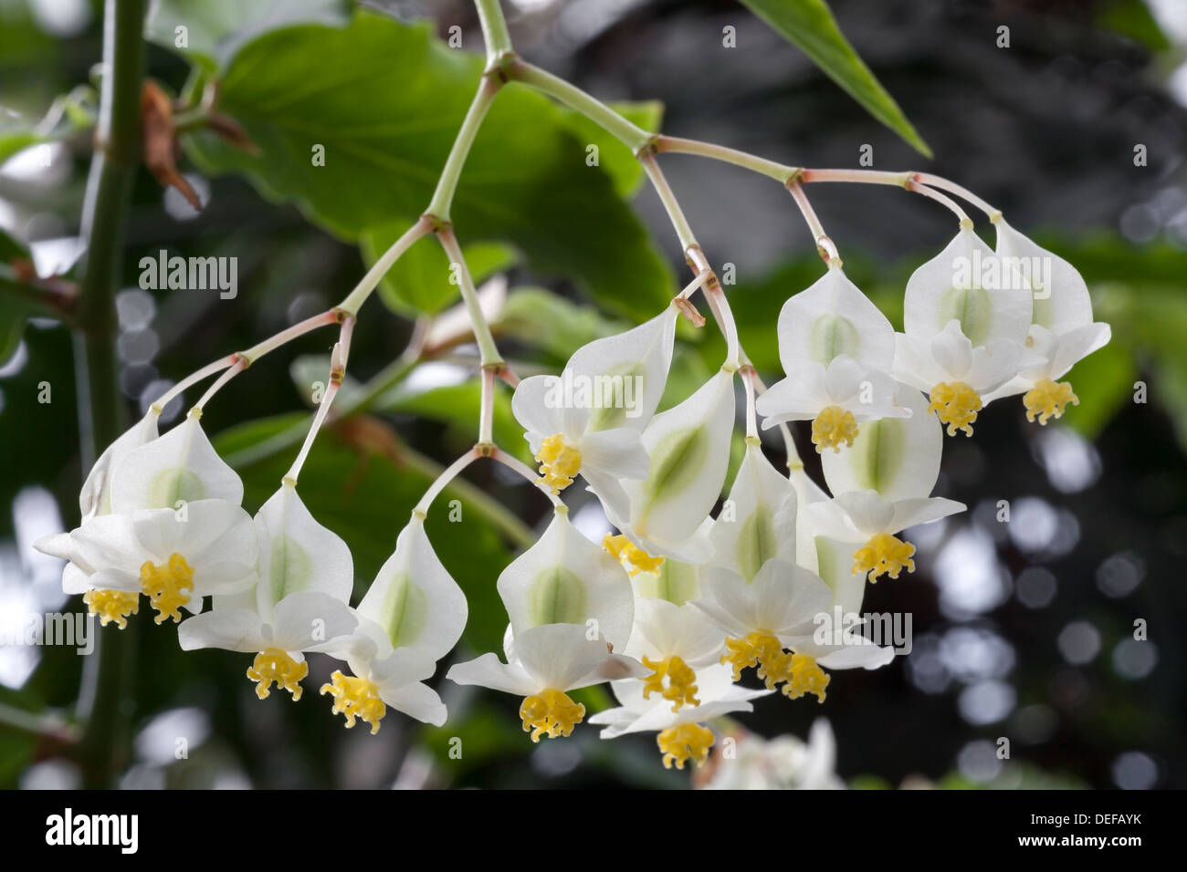 Begonie Undulata, Cane Begonia Stockfoto