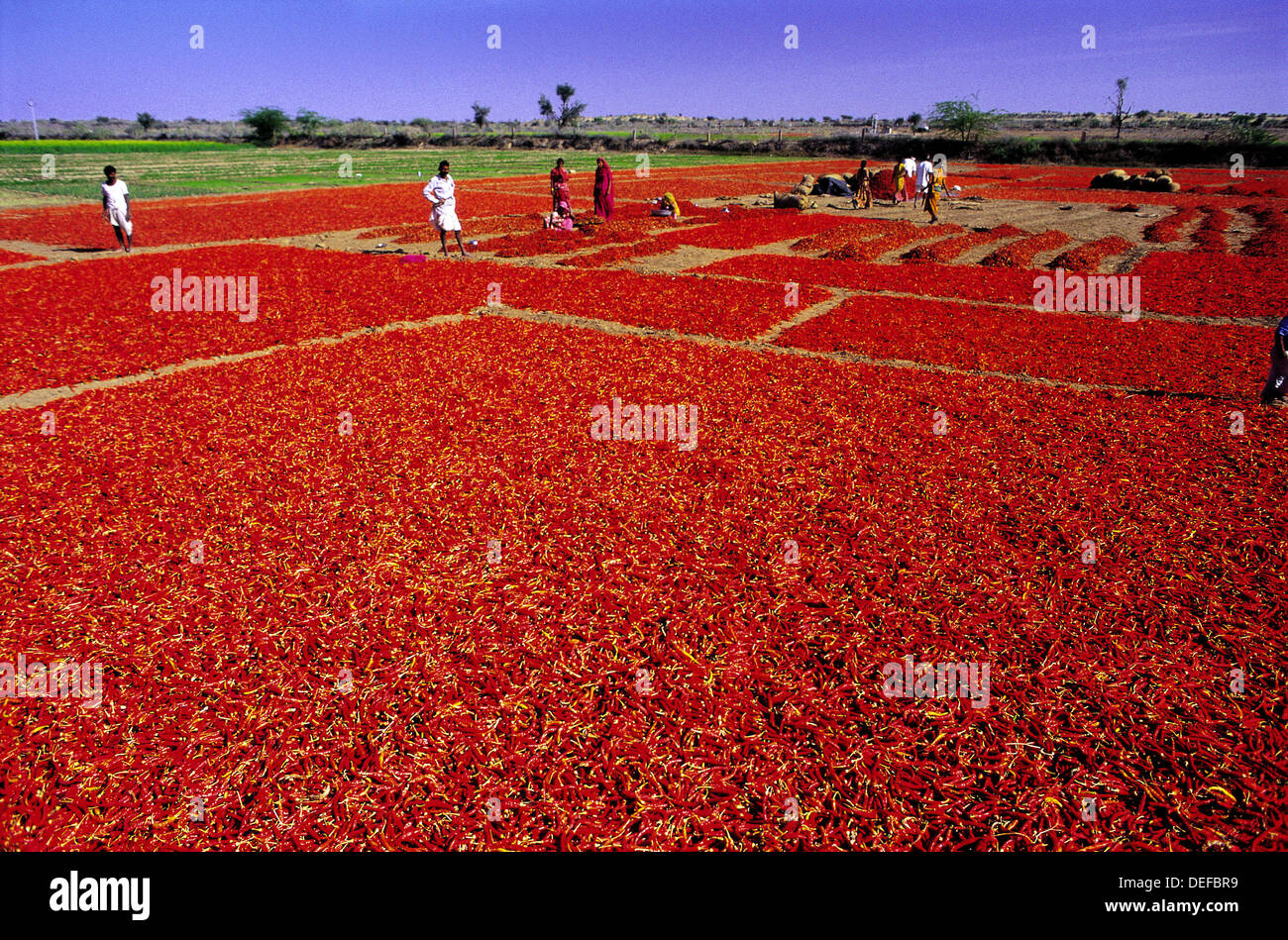 Chili Plantage. Rajasthan. Indien Stockfotografie Alamy