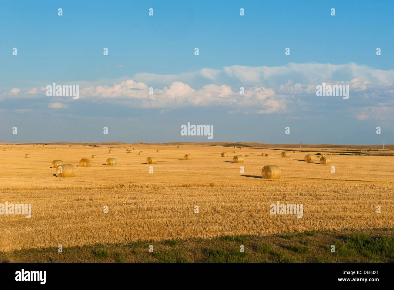 Strohballen auf einem Feld, Wyoming, Vereinigte Staaten von Amerika, Nordamerika Stockfoto