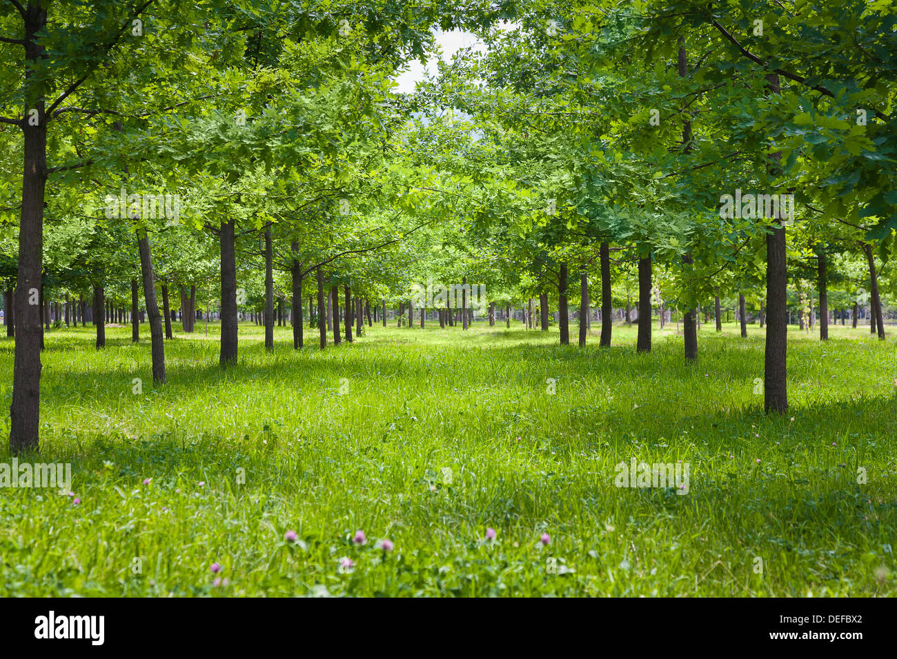 Baum-Parklandschaft Stockfoto