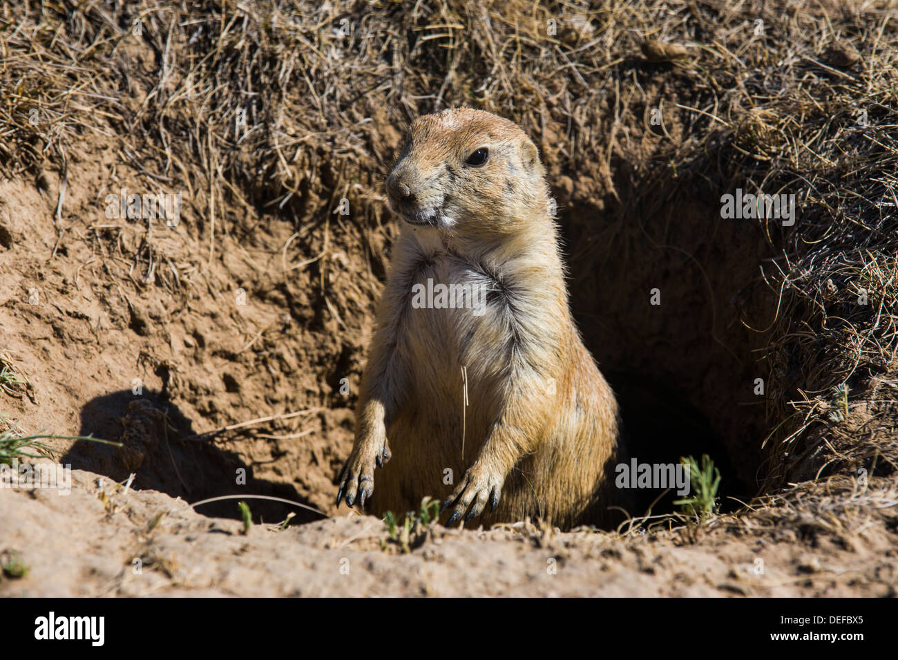 Suricate (Suricata Suricatta), Devils Tower National Monument, Wyoming, Vereinigte Staaten von Amerika, Nordamerika Stockfoto