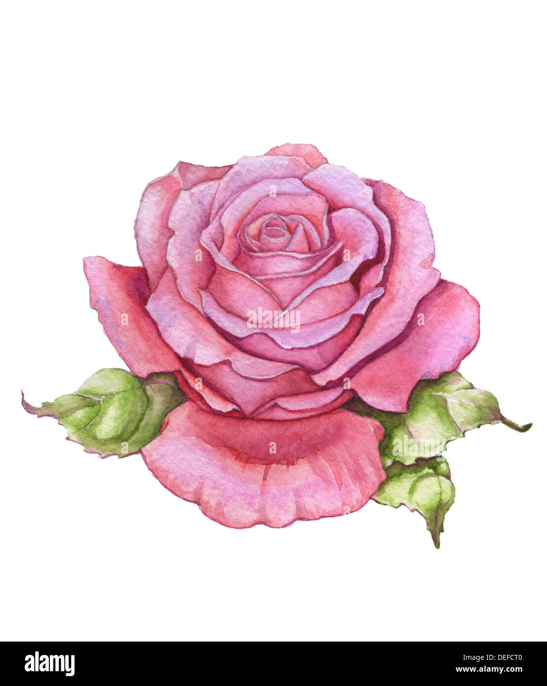 Aquarell über weiße rose Stockfoto