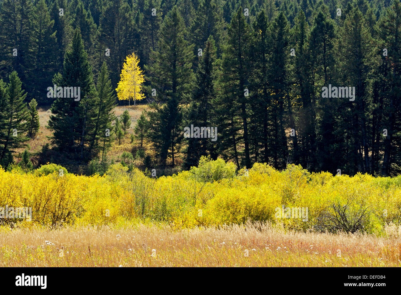 Einzelne Espenbaum im Nadelwald am Rand des Herbst Feuchtgebiet Stockfoto