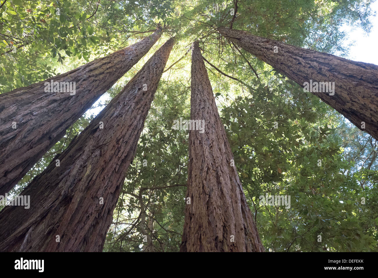 Riesigen Coastal Redwood-Bäume in Muir Woods, Kalifornien Stockfoto