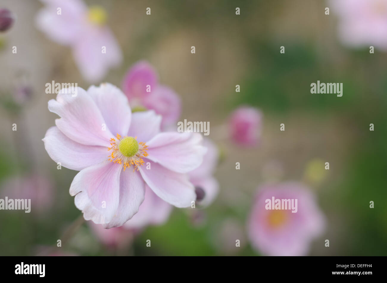 Japanische Anemone Anemone Hupehensis sehr geringe Schärfentiefe genannt Stockfoto