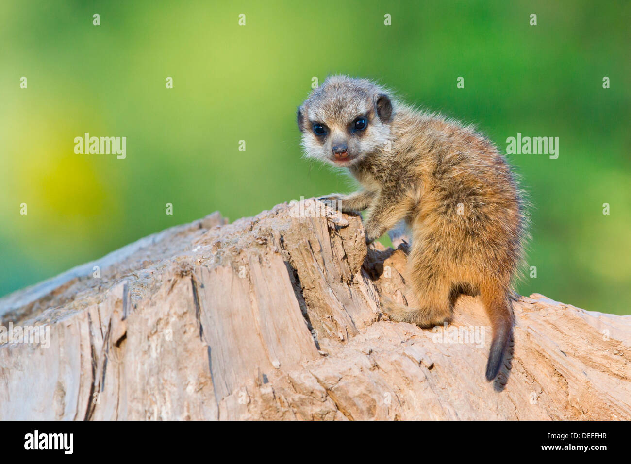 Erdmännchen oder Suricate (Suricata Suricatta), pup, Tierpark Sababurg, Hofgeismar, Hessen, Deutschland Stockfoto