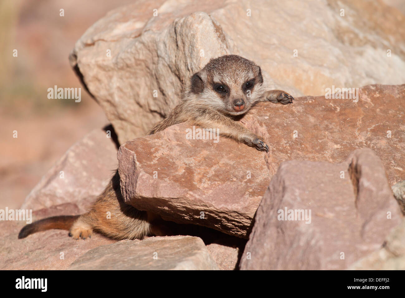 Erdmännchen oder Suricate (Suricata Suricatta), pup ruhen, Tierpark Sababurg, Hofgeismar, Hessen, Deutschland Stockfoto Erdmännchen oder Suricate (Suricata Suricatta), pup ruhen, Tierpark Sababurg, Hofgeismar, Hessen, Deutschland Stockfoto