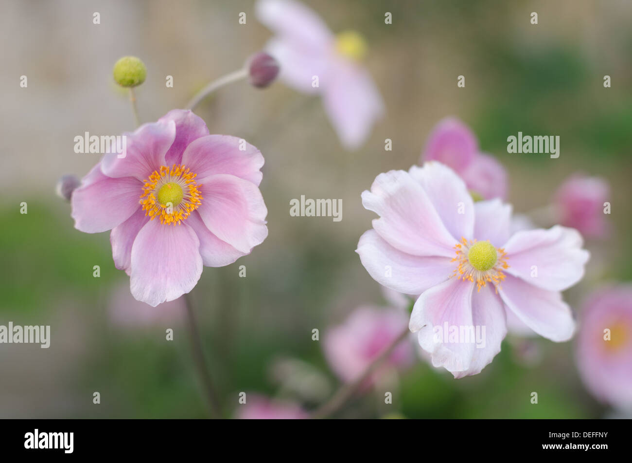 Japanische Anemone Anemone Hupehensis sehr geringe Schärfentiefe genannt Stockfoto
