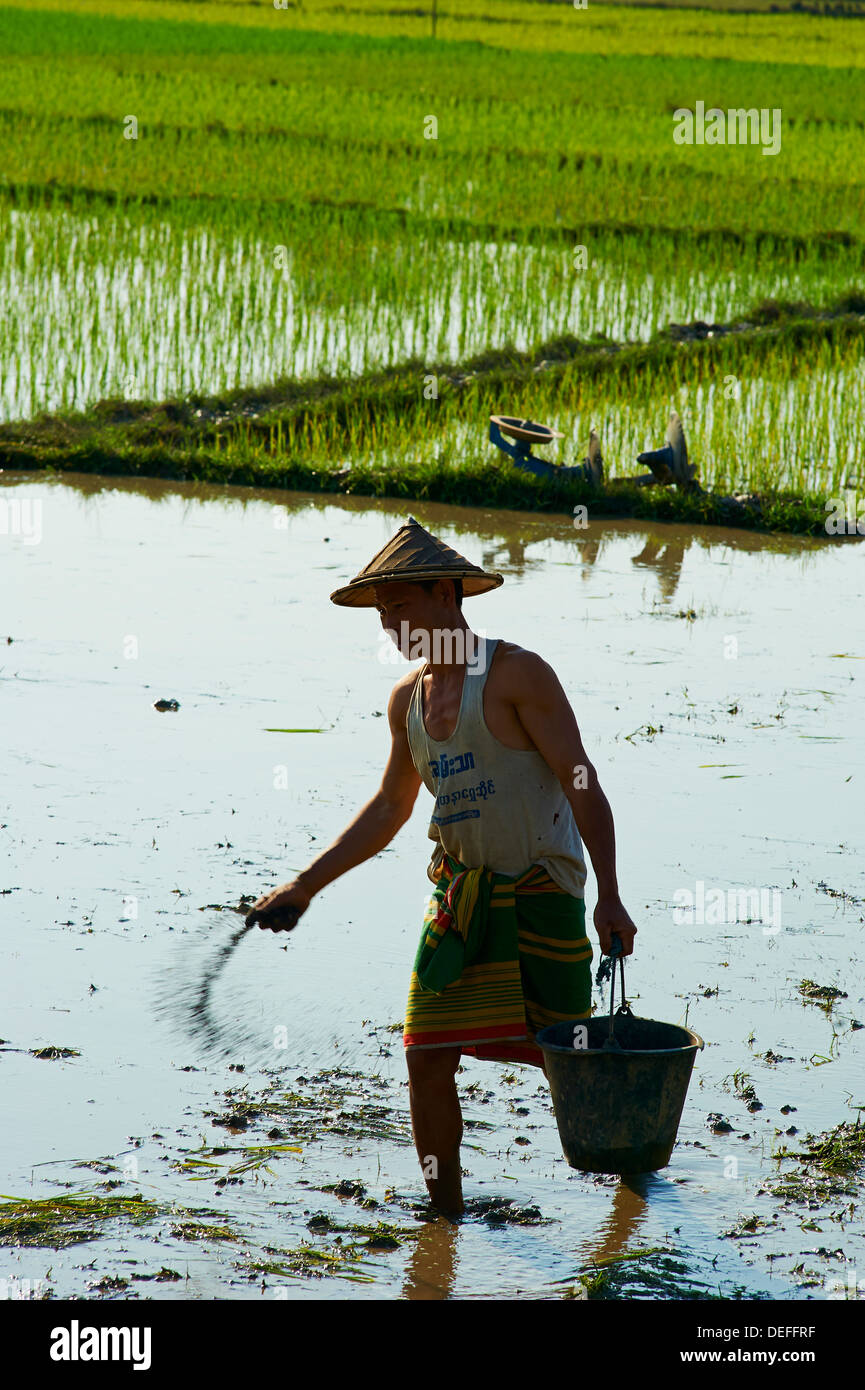 Landwirt im Reisfeld in der Nähe von Hpa-An, Karen State in Myanmar (Burma), Asien Stockfoto