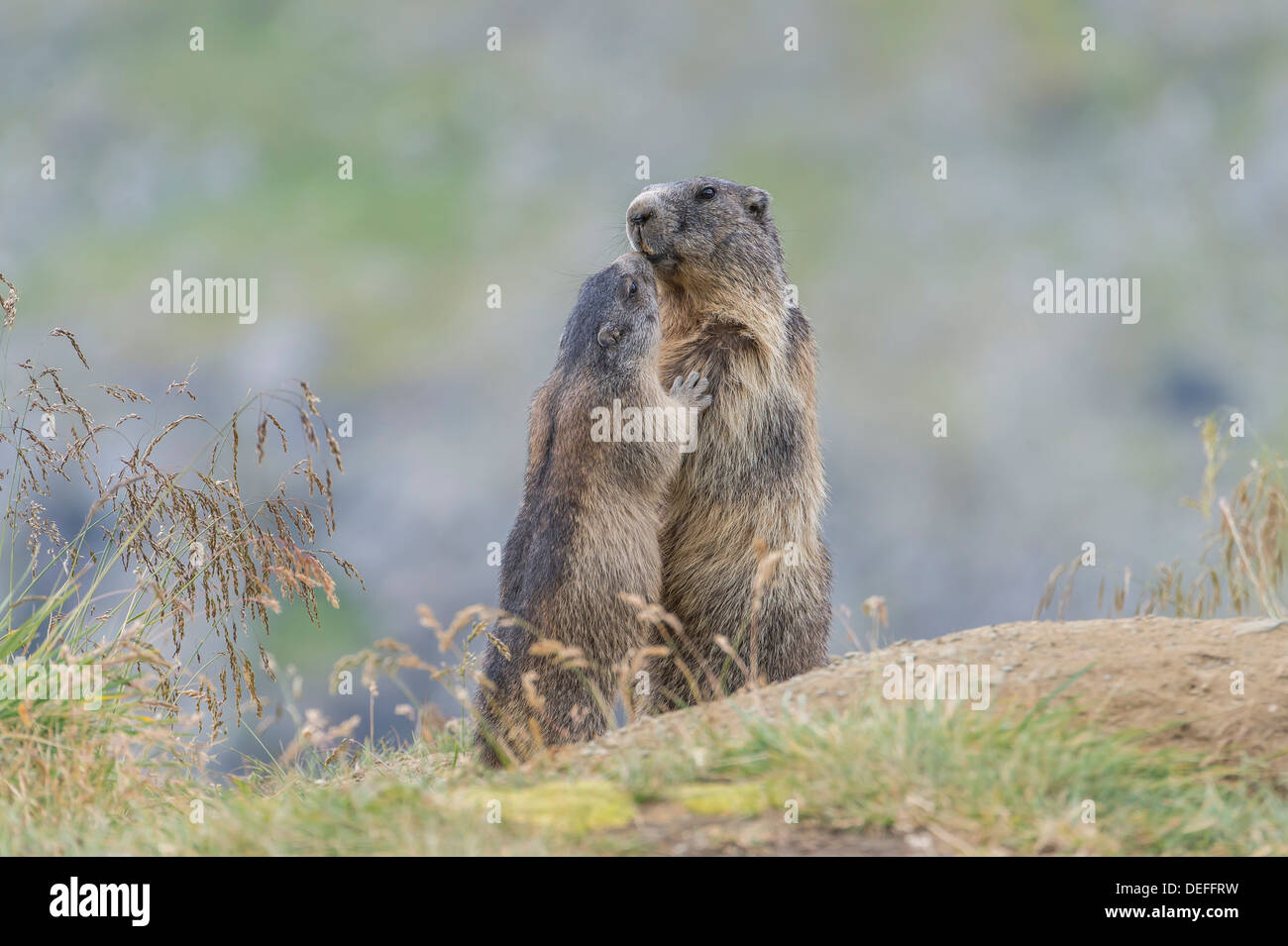 Alpine Murmeltiere (Marmota Marmota), Erwachsene und Jugendliche, Salzburger Land, Österreich Stockfoto