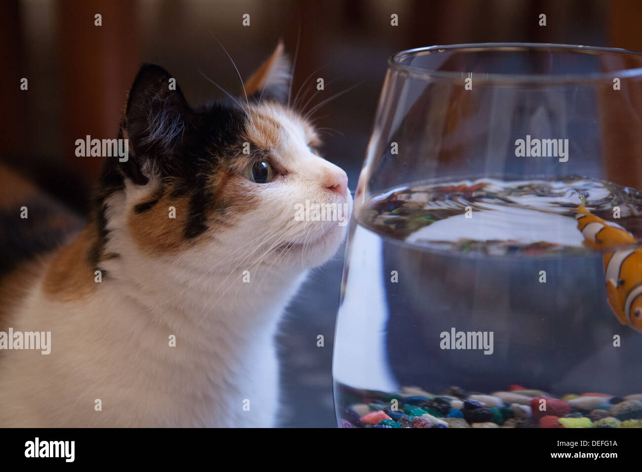 Katze-Kollegen im Goldfischglas Stockfoto